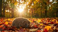 Cute hedgehog sleeping peacefully among colorful autumn leaves with warm sunlight filtering through forest trees creating magical golden hour atmosphere.