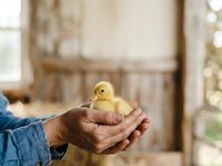 Young duckling resting in farmer's hands inside rustic barn setting, representing animal care, agriculture, and poultry farming for educational and commercial use.