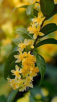 Delicate yellow osmanthus flowers blooming on branch with green leaves against soft bokeh background, captured in macro photography style for nature and garden designs.