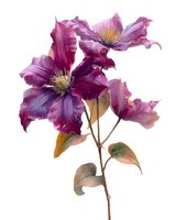 Purple clematis flowers with yellow centers isolated on white background for botanical design and floral arrangements.