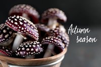 Deep purple spotted mushrooms in wooden bowl against dark background, seasonal autumn harvest with decorative text overlay.
