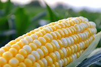Fresh corn on the cob with golden yellow kernels in natural outdoor setting for healthy eating and agriculture concepts.