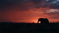 Elephant silhouette grazing at sunset with dramatic orange and red sky, suitable for wildlife, nature, travel, and conservation themed projects.