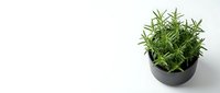 Small rosemary herb plant in black pot on white background, isolated for kitchen garden design, cooking ingredient concept for culinary projects.