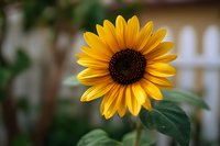 Vibrant yellow sunflower in full bloom with dark brown center against soft blurred garden background with white fence, perfect for summer nature themes.