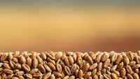 Fresh wheat grains scattered on warm golden background creating natural organic food border with copy space for agricultural and nutrition concepts.