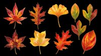 Autumn leaves collection in red, orange and yellow tones, isolated on transparent background. Great for T-shirts, stickers, clipart, sublimation and print on demand.