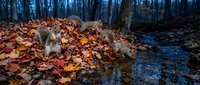 Two gray squirrels foraging among colorful autumn leaves beside forest stream during fall season in deciduous woodland habitat for wildlife photography.
