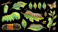 Watercolor caterpillars, butterfly, chrysalis, and leaves clipart set isolated on transparent background, ready for t-shirt design, stickers, print on demand, and sublimation.