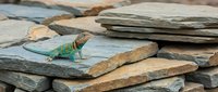 Colorful lizard perched on stacked slate stones, suitable for wildlife, nature, and reptile educational content.
