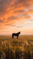 Horse silhouette standing in golden grassland field during dramatic orange sunset sky with clouds for nature and equestrian themed designs.
