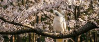 White cockatoo perched on cherry blossom branch in spring garden. Exotic pet bird among pink flowering tree branches for nature and wildlife designs.