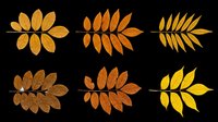 Autumn leaf branches in various shades of gold, orange, and brown isolated on transparent background. Ready for t-shirt designs, clipart, stickers, sublimation, print-on-demand products and digital crafts.
