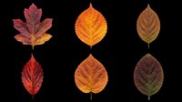 Autumn leaves collection featuring six isolated fall foliage designs in red, orange, and brown tones. Transparent background, ready for t-shirts, clipart, stickers, sublimation, and print-on-demand projects.