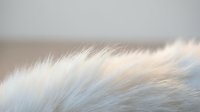 Soft white and cream colored animal fur texture with fine silky strands creating natural organic pattern for backgrounds and design projects.