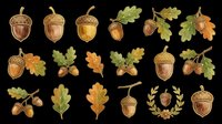 Watercolor acorn and oak leaf clipart set, isolated on transparent background. Great for fall T-shirts, stickers, print on demand, sublimation, and seasonal design projects.