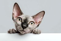 Hairless sphynx cat peeking over white surface with large ears and golden eyes against neutral background for pet photography and design projects.