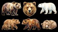 Watercolor bear collection featuring brown, polar, and grizzly bears in various poses. Isolated on transparent background, ready for t-shirt design, clipart, stickers, sublimation, and print-on-demand projects.