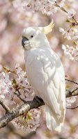 White sulphur-crested cockatoo perched on blooming cherry blossom branch with soft pink flowers in spring garden setting for nature and wildlife photography.