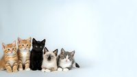 Five adorable kittens of different breeds sitting together on white background, including orange tabby, black, Siamese and gray cats for pet adoption.
