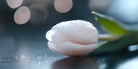 Single white tulip with water drops in soft morning light against blurred bokeh background, creating romantic and delicate atmosphere for wedding designs.