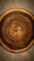 Tree ring cross section showing annual growth patterns in warm brown and tan tones, suitable for forestry, environmental, and nature-themed projects.