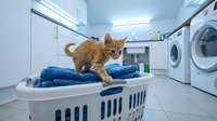 Ginger cat standing in laundry basket filled with folded blue towels in bright laundry room with washing machines. Domestic pet in household chore setting.