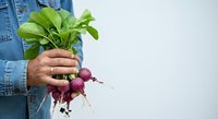 Farmer holding fresh purple radishes with green leafy tops and soil, wearing denim shirt against white background for agricultural and organic produce concepts.