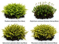 Four different moss species specimens isolated on white background showing botanical diversity for educational and scientific reference materials.