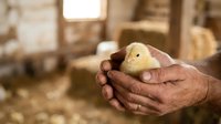 Young chick held in farmer's hands at poultry farm. Agricultural worker caring for newborn bird in rustic barn setting for farming, livestock, and animal husbandry concepts.