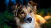 Shetland sheepdog with soulful brown eyes and tri-colored fur gazing at camera against blurred natural background with warm golden sunlight and green foliage.