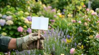 Gardener wearing work gloves holding blank white card in blooming flower garden with pink and purple flowers for advertising or promotional messaging.