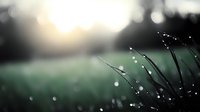 Morning dew drops glistening on grass blades against blurred sunrise background create dreamy natural macro photography effect with bokeh lights.