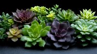 Colorful succulent plants collection with green and purple varieties arranged on dark surface for home decor and gardening projects.