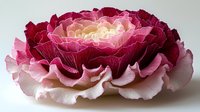 Pink and burgundy ranunculus flower macro shot showing delicate layered petals with soft inner glow against light background. Suitable for floral design and wedding themes.