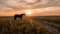 Horse silhouette standing in golden grassland field during dramatic sunset with warm orange sky and rural dirt path creating peaceful countryside scene.