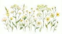 Delicate watercolor wildflowers and herbs in soft yellow and green tones on white background, botanical illustration for spring design projects.