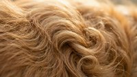Close-up of flowing golden blonde hair with natural waves and curls showing texture and movement in warm lighting for beauty and haircare concepts.