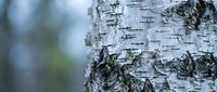 Birch tree bark texture with white and dark markings, close-up detail of natural tree trunk surface with shallow depth of field and blurred forest background.