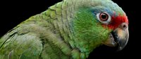 Vibrant green Amazon parrot with red forehead and orange eye, close-up portrait on dark background, showcasing exotic tropical bird detail.