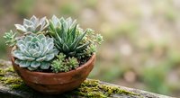 Small succulent garden arrangement in rustic terracotta bowl with echeveria, haworthia and sedum plants for home decor and gardening projects.