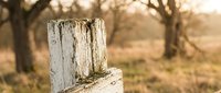 Weathered wooden fence post in golden sunlight with blurred trees creating warm bokeh background for rustic countryside and agricultural themes.