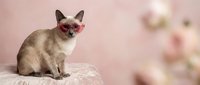Siamese cat wearing heart-shaped pink sunglasses sitting on velvet surface against soft pink background with blurred roses. Valentine concept.