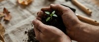 Hands gently protecting young green seedling growing in dark soil, symbolizing care, growth, and environmental conservation for gardening projects.