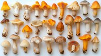 Fresh wild forest mushrooms arranged in rows on white background, including chanterelles and various edible species, studio shot with natural lighting.
