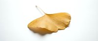 Single golden ginkgo leaf isolated on white background for autumn design projects and seasonal decorations.