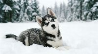 Husky puppy with black and white markings lying in deep snow with evergreen forest background, winter season.