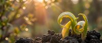 Young green seedlings emerging from rich dark soil with warm golden sunlight creating natural bokeh background for growth and agriculture concepts.