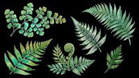 Botanical fern and eucalyptus leaf collection isolated on transparent background. Ready for t-shirt design, clipart, stickers, sublimation, print-on-demand products and digital crafts.