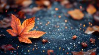 Vibrant orange maple leaf on dark wet asphalt with autumn rain drops and bokeh lights creating magical seasonal atmosphere. Natural fall background.